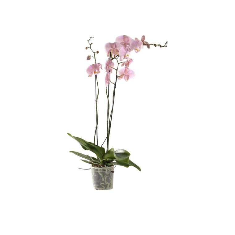 Phalaenopsis collection rose clair 2 br. Pot 12 cm BOTANIC Prix 17.95 €