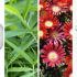 Catalogue Farmasi Tunisie 2020 : Nouvelle collection, promos & nouveautés